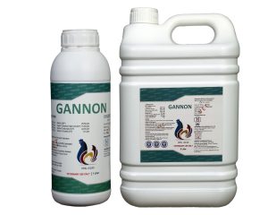 Gannon
